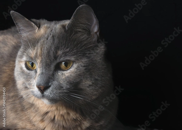 Fototapeta Close-up portrait of a beautiful dilute tortoiseshell cat with yellow eyes, gazing calmly to the side against a black background. 