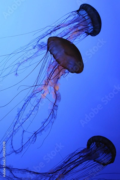 Obraz Jellies