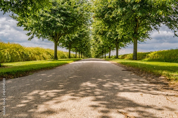 Fototapeta Avenue with trees