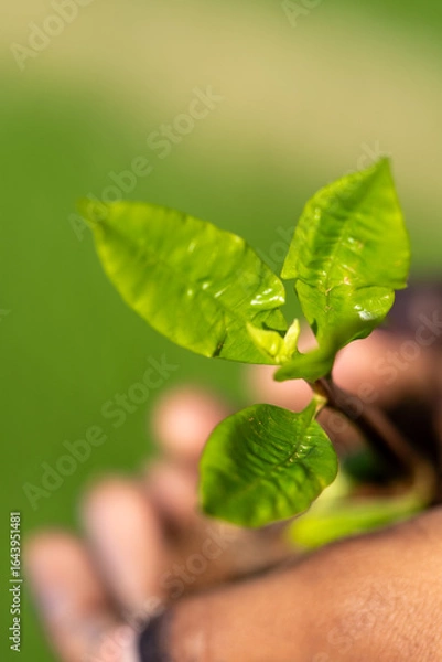 Fototapeta Hands Gently Holding a Young Green Sapling with Fresh Leaves Growing in Rich Soil, Symbolizing Care for Nature, Environmental Protection, and Sustainable Growth