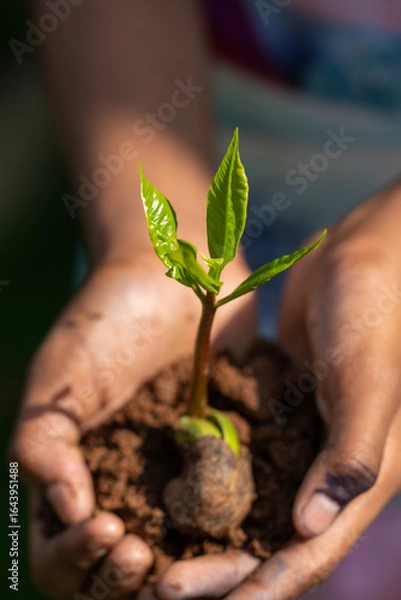 Fototapeta Hands Gently Holding a Young Green Sapling with Fresh Leaves Growing in Rich Soil, Symbolizing Care for Nature, Environmental Protection, and Sustainable Growth