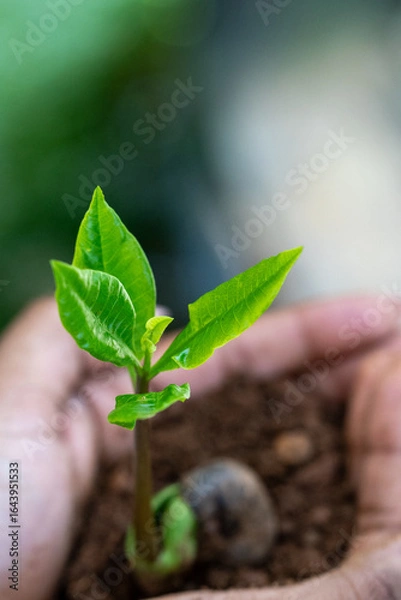 Fototapeta Hands Gently Holding a Young Green Sapling with Fresh Leaves Growing in Rich Soil, Symbolizing Care for Nature, Environmental Protection, and Sustainable Growth