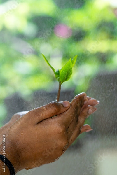 Fototapeta Hands Gently Holding a Young Green Sapling with Fresh Leaves Growing in Rich Soil, Symbolizing Care for Nature, Environmental Protection, and Sustainable Growth
