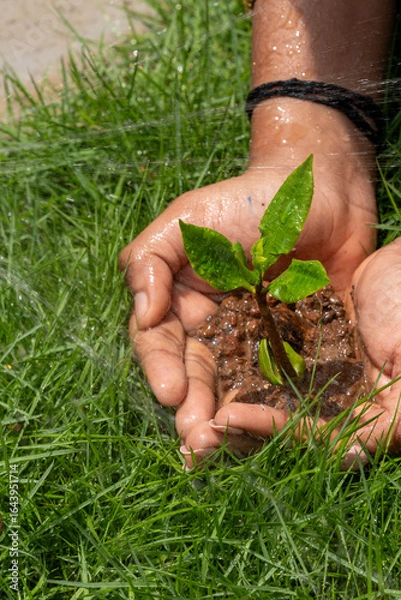 Fototapeta Hands Gently Holding a Young Green Sapling with Fresh Leaves Growing in Rich Soil, Symbolizing Care for Nature, Environmental Protection, and Sustainable Growth