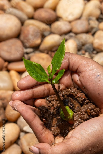 Fototapeta Hands Gently Holding a Young Green Sapling with Fresh Leaves Growing in Rich Soil, Symbolizing Care for Nature, Environmental Protection, and Sustainable Growth