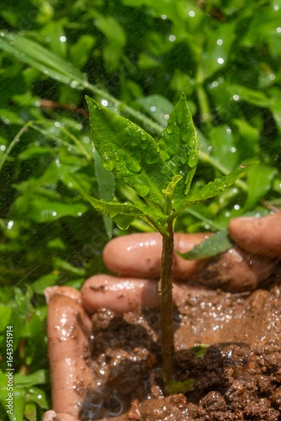 Fototapeta Hands Gently Holding a Young Green Sapling with Fresh Leaves Growing in Rich Soil, Symbolizing Care for Nature, Environmental Protection, and Sustainable Growth