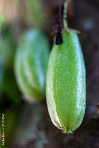 Fototapeta Close-Up of Fresh Green Bilimbi Fruits (Averrhoa bilimbi) Growing in Clusters Directly from the Tree Trunk, Showcasing a Unique Tropical Fruit in its Natural Habitat