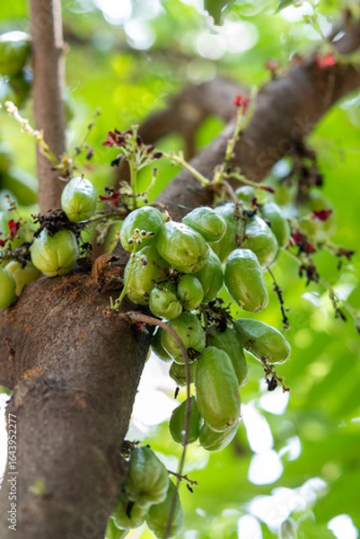 Fototapeta Close-Up of Fresh Green Bilimbi Fruits (Averrhoa bilimbi) Growing in Clusters Directly from the Tree Trunk, Showcasing a Unique Tropical Fruit in its Natural Habitat