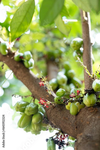 Fototapeta Close-Up of Fresh Green Bilimbi Fruits (Averrhoa bilimbi) Growing in Clusters Directly from the Tree Trunk, Showcasing a Unique Tropical Fruit in its Natural Habitat