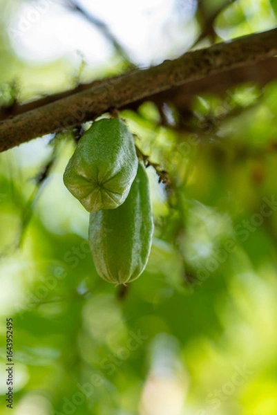 Fototapeta Close-Up of Fresh Green Bilimbi Fruits (Averrhoa bilimbi) Growing in Clusters Directly from the Tree Trunk, Showcasing a Unique Tropical Fruit in its Natural Habitat