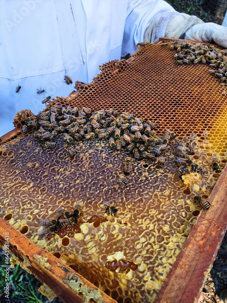 Obraz Beekeeper Holding Honeycomb Frame with Bees
