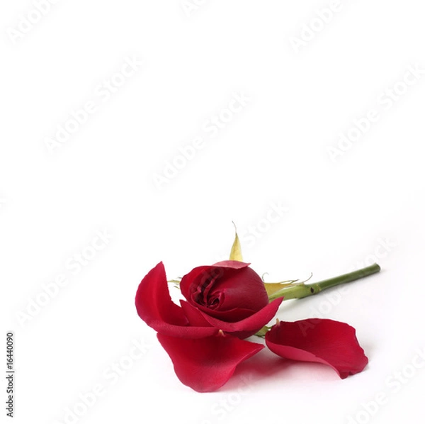 Obraz Red rose losing petals isolated on white