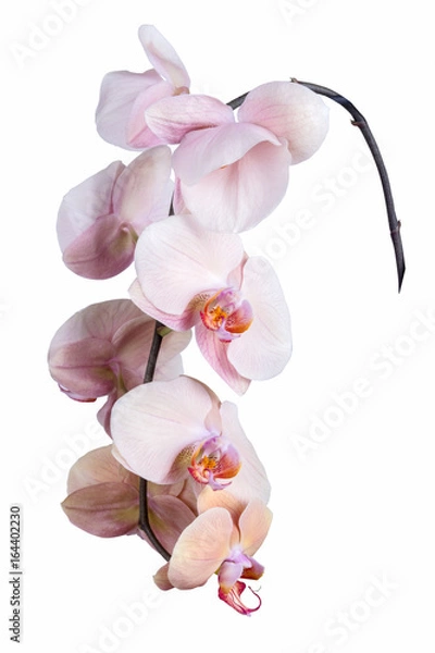 Obraz Pink Moth orchid isolated on white