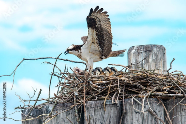 Obraz Hawk feeding babies