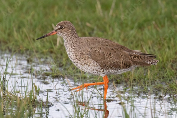 Obraz Redshank