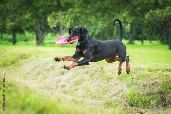 Fototapeta Doberman pinscher dog playing with a disc