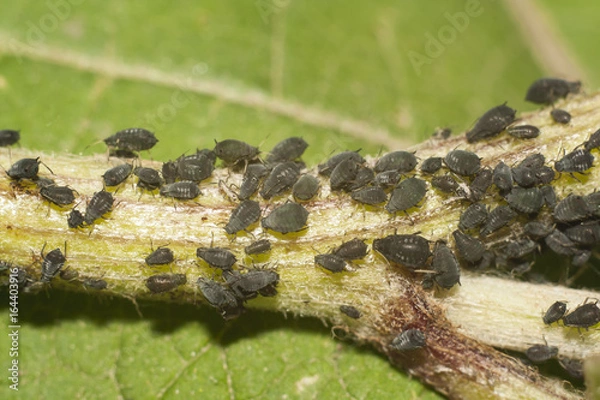 Obraz czarna mszyca zbliżenie