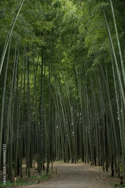 Fototapeta 竹林 日本の森