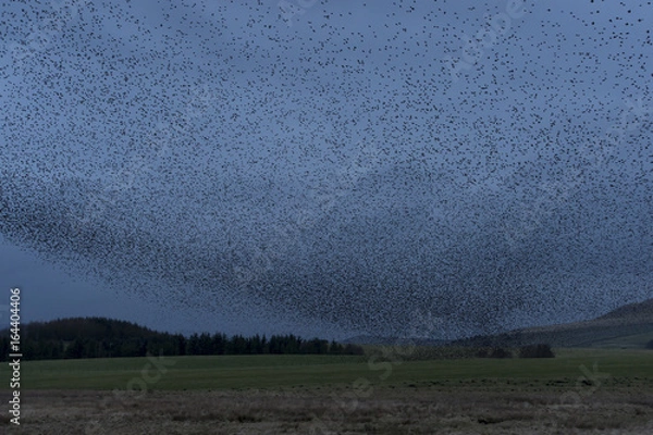 Obraz Starling Murmeration