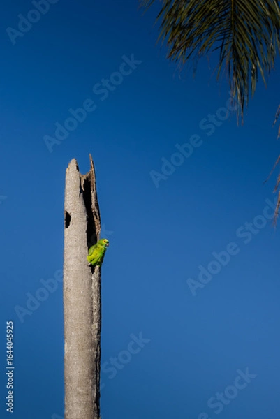 Fototapeta Parrot