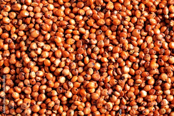 Obraz Grãos  de sorgo em close-up 
