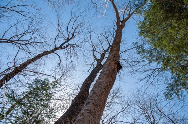 Fototapeta A low-angle shot looking up a tall birch tree trunk with rough bark, showing a large, dark chaga mushroom conk growing on the side. Bare branches against a bright blue sky signify spring.