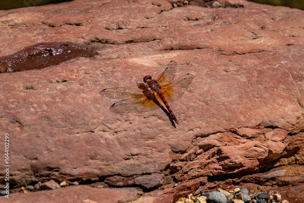 Fototapeta Red Dragonfly on Rock