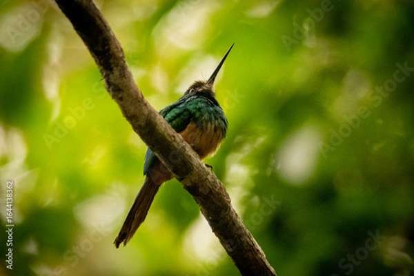 Obraz bee eater bird