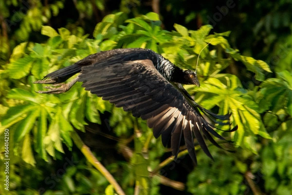Obraz crow on a tree