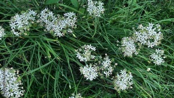 Obraz green grass and flowers