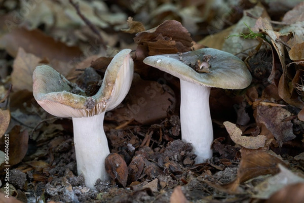 Fototapeta Russula grisea mushroom in the leaves. Two edible mushrooms in the wood.