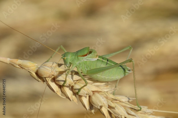 Obraz Isophya. Grasshopper is an isophy on a wheat spikelet.
