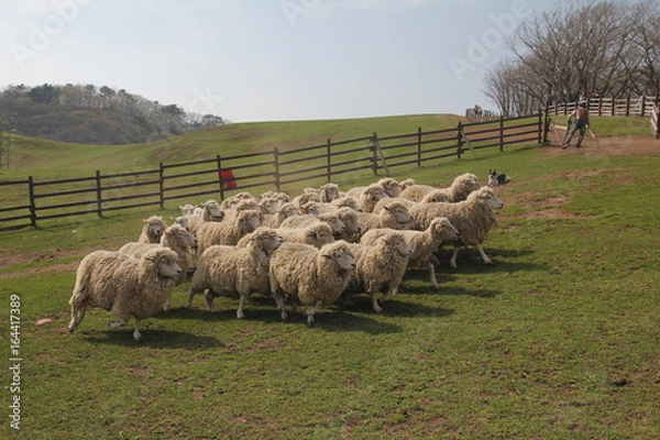 Obraz sheep