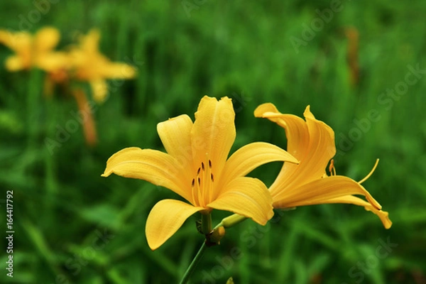 Obraz ニッコウキスゲ