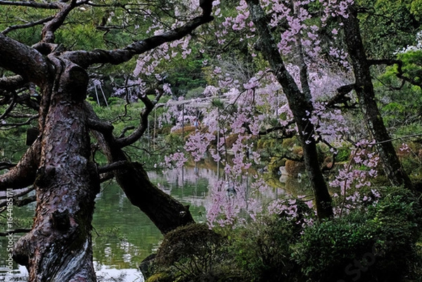 Fototapeta 日本、京都、平安神宮、神苑、桜、花、庭園、春、歷史名勝、綠色、風景、青空、春、写真素材	
