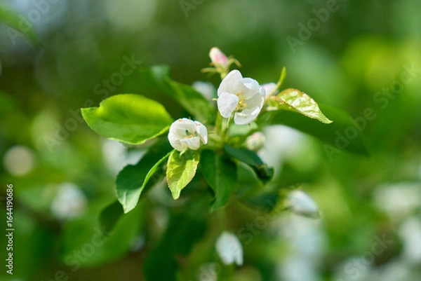 Fototapeta White flower on apple tree branch with blurred background. Spring time. High quality photo