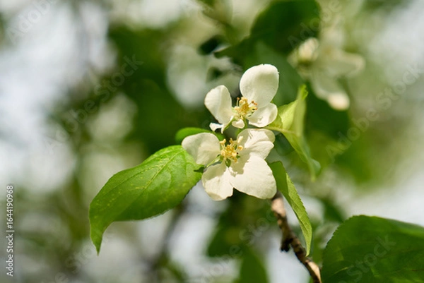 Fototapeta White flower on apple tree branch with blurred background. Spring time. High quality photo