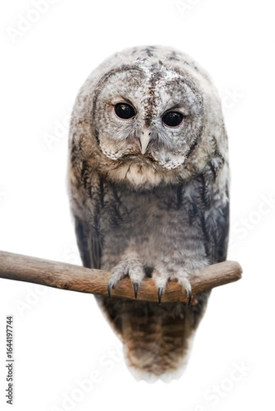 Fototapeta owl sits on a branch and stares at us. image on a transparent background