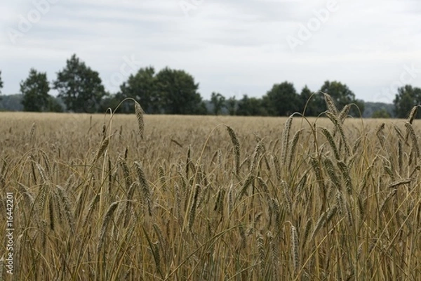Fototapeta Getreidefeld 3