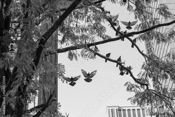 Fototapeta group of pigeons flying onto a tree in black and white 