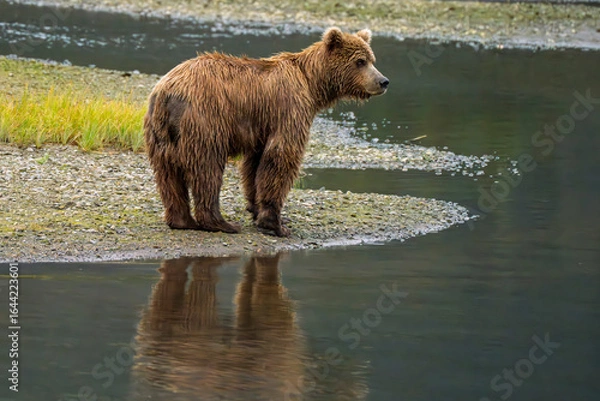 Fototapeta Portrait of brown bear with reflection on the shoreline in Lake Clark national Park, Alaska