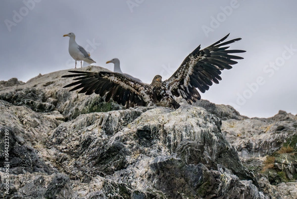 Obraz Immature bald eagle with wings spread on Gull Island near Homer Alaska