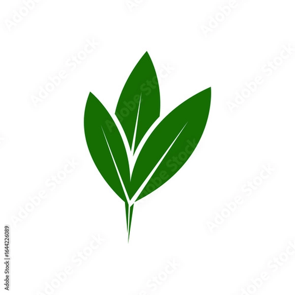 Obraz green leaf isolated on white background