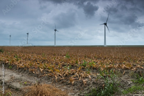 Obraz Dutch landscape