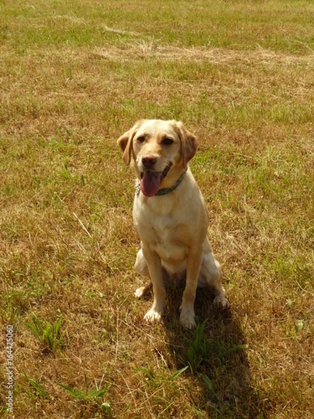 Obraz Labrador assis dans l'herbe