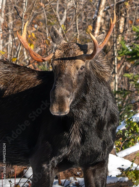Obraz North American Moose on Trail in Northern New Hampshire, Winter. 
