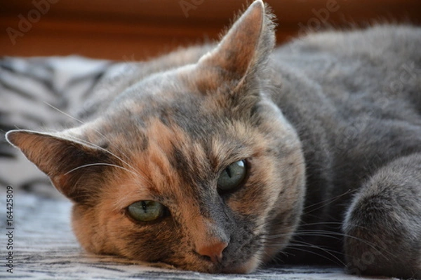 Obraz Sieste de chat