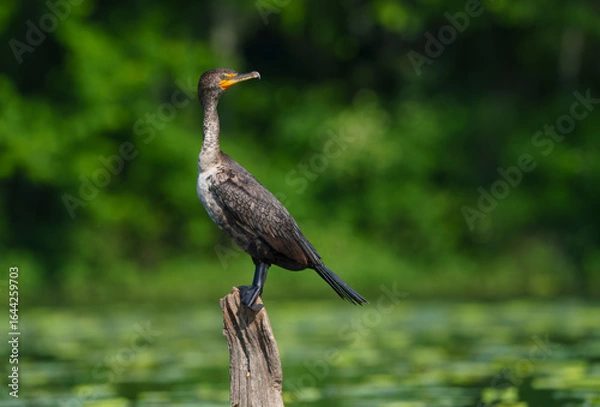 Obraz Double Crested Cormorant Sitting on a Log in a Lake, Fishers, Indiana. 