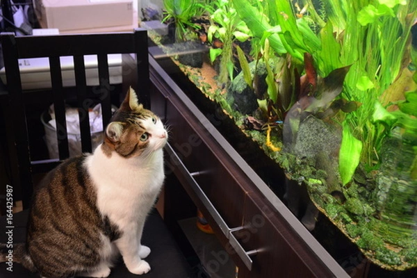 Obraz Chat devant l'aqurarium