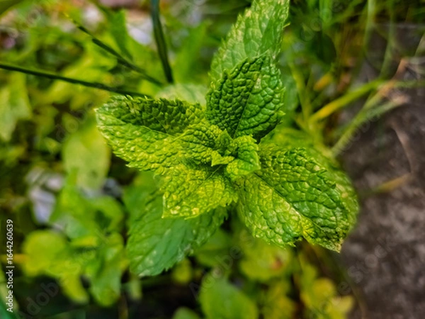 Obraz Corn mint plant